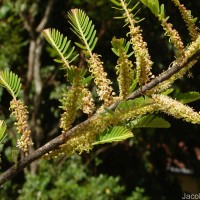 Phyllanthus emblica L.